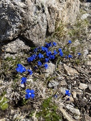 Gentiana brachyphylla