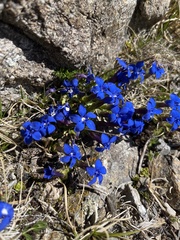 Gentiana brachyphylla