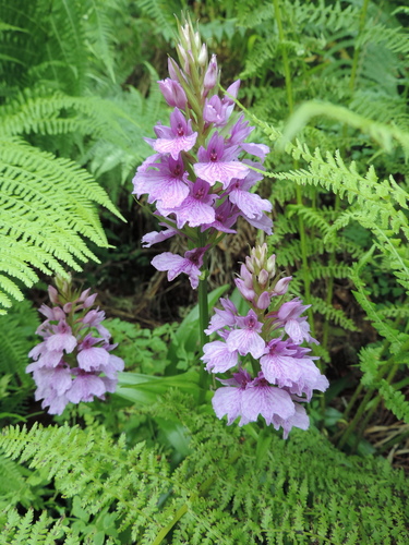 Madeira Orchid