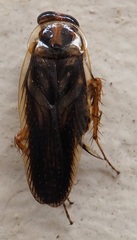 Euphyllodromia chopardi