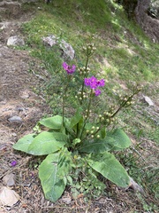Primula miyabeana