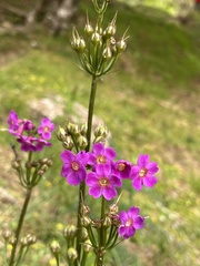 Primula miyabeana