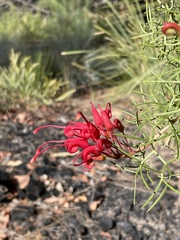 Grevillea wilsonii