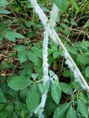 Prociphilus xylostei