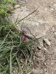 Pedicularis refracta transmorrisonensis