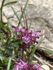 Pedicularis refracta transmorrisonensis