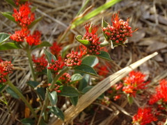 Combretum platypetalum image