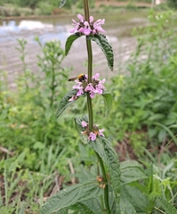 Stachys aspera