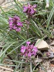Pedicularis refracta transmorrisonensis