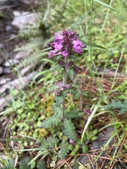 Pedicularis refracta transmorrisonensis