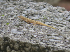 Cnemaspis mysoriensis