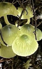 Mycena flavovirens