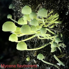 Mycena flavovirens
