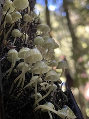 Mycena flavovirens