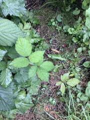 Rubus armeniacus