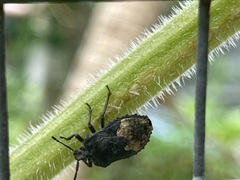 Megymenum brevicorne