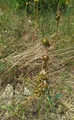 Asphodeline