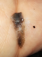 Dendrocoelum lacteum