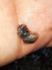 Dendrocoelum lacteum