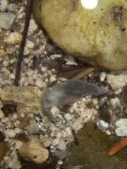 Dendrocoelum lacteum