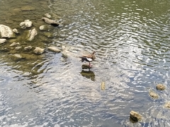 Alopochen aegyptiaca