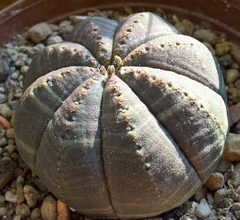 Euphorbia obesa