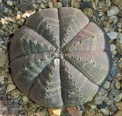 Euphorbia obesa