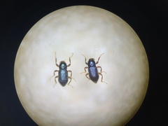 Zaitzeviaria gotoi