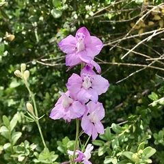 Delphinium ajacis