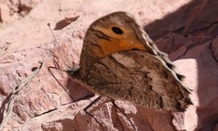 Pseudochazara thelephassa