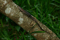 Trachylepis boulengeri