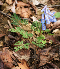 Corydalis fumariifolia