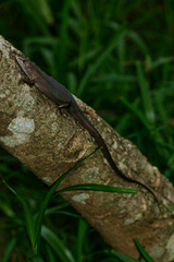 Trachylepis boulengeri