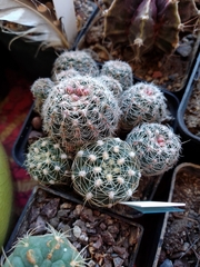 Gymnocalycium bruchii