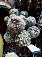 Gymnocalycium bruchii
