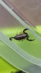 Euscorpius