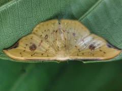 Tridrepana fulvata