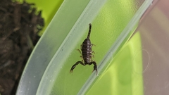Euscorpius