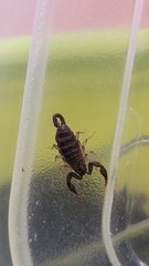Euscorpius