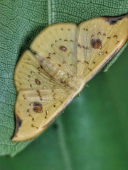 Tridrepana fulvata