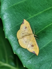 Tridrepana fulvata