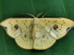 Tridrepana fulvata