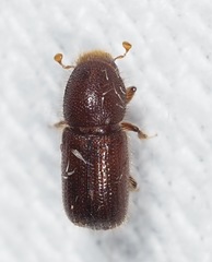 Xyleborus