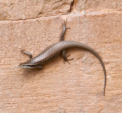 Heremites septemtaeniatus