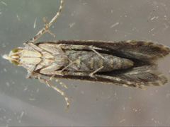 Daltopora sinanensis