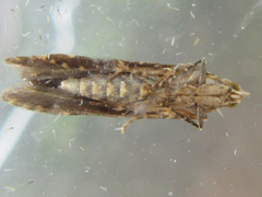 Daltopora sinanensis