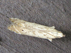 Daltopora sinanensis