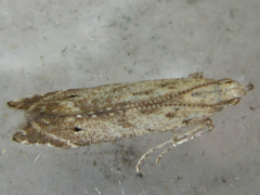 Daltopora sinanensis