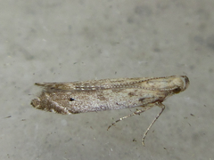 Daltopora sinanensis