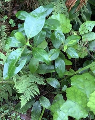 Phyllocoptes coprosmae